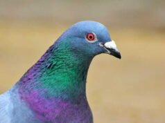 Pensiunan Spanyol dijatuhi hukuman denda 800 euro karena memberi makan merpati