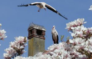 Tayangan slide. Dilihat oleh fotografer kami minggu lalu