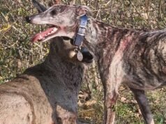 keluhan terhadap pemiliknya