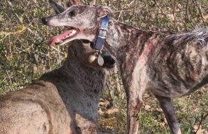 keluhan terhadap pemiliknya