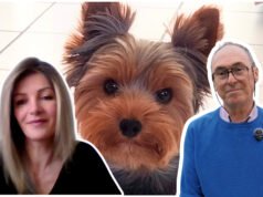 kemana perginya Scotty, si Mulhouse Yorkshire Terrier?