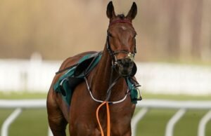 Setiap kuda mati di Festival Cheltenham saat balapan berduka pada Hari Piala Emas | Ras | olahraga