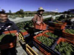 ‘Panen yang memalukan’: perdagangan manusia diakui di tingkat banding