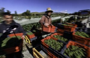 ‘Panen yang memalukan’: perdagangan manusia diakui di tingkat banding