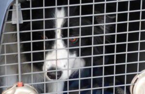 Menyusul kontroversi mengenai hewan peliharaan terlantar di Timur Tengah, warga Prancis berhak mendapatkan pengecualian