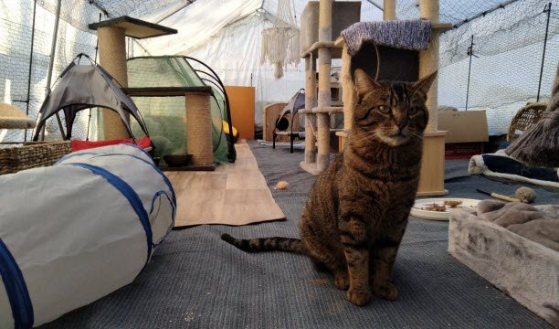 Gaston adalah salah satu kucing yang dirawat oleh SOS Matous Chanteloup, di Yvelines. Foto EBRA /Ju. Tn.