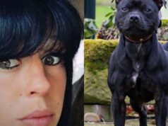 Bagaimana profil Curtis, si pit bull yang diduga membunuh majikannya?