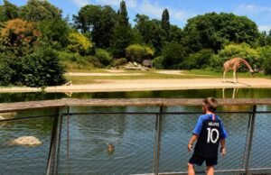 Kota 2026. Ketika Aulas berkomitmen untuk mengganti hewan di sebuah taman di Lyon dengan hologram