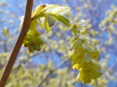 Kebun. Mengapa hazel palsu merupakan semak yang ideal untuk taman kecil?