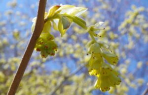 Kebun. Mengapa hazel palsu merupakan semak yang ideal untuk taman kecil?