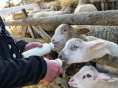 seekor domba betina melahirkan lima ekor domba di Saône-et-Loire
