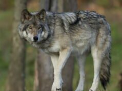 Mimpi. “Kami telah melintasi perbatasan”: pelonggaran aturan pembunuhan serigala tidak meyakinkan