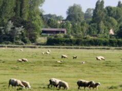 Mosel. Sekitar empat puluh domba ditemukan mati, sebagian lainnya mengalami dehidrasi dan kekurangan gizi