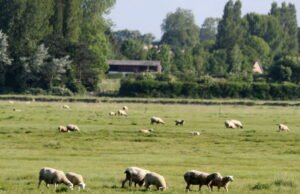 Mosel. Sekitar empat puluh domba ditemukan mati, sebagian lainnya mengalami dehidrasi dan kekurangan gizi