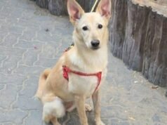 gelombang pengabaian hewan di Dubai setelah penerbangan ekspatriat