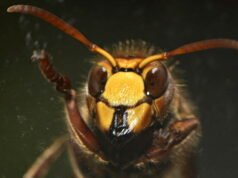 Lorraine. Invasi lebah Asia di Lorraine: perang tidak bisa dihindari