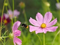 buat padang bunga yang cocok untuk Anda