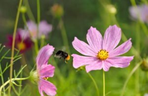 buat padang bunga yang cocok untuk Anda