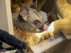 Tidak biasa. Kejutan di antara mainannya: seekor opossum liar yang tersembunyi di dalam mainan lucu di sebuah toko
