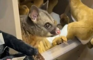 Tidak biasa. Kejutan di antara mainannya: seekor opossum liar yang tersembunyi di dalam mainan lucu di sebuah toko