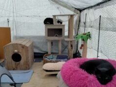 organisasi penyelamat hewan kecil berwarna merah