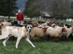 juga. Lahir di antara domba, anjing pelindung dari serigala