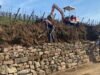 Rosenwiller. Para petani anggur dan pemerintah kota sedang merenovasi dinding batu kering di kebun anggur