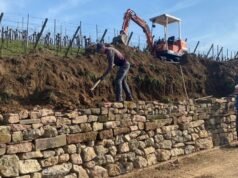 Rosenwiller. Para petani anggur dan pemerintah kota sedang merenovasi dinding batu kering di kebun anggur