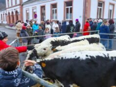 Moo. Lima ekor sapi dara pergi ke taman kanak-kanak untuk melaporkan ancaman penutupan kelas