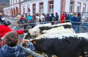 Moo. Lima ekor sapi dara pergi ke taman kanak-kanak untuk melaporkan ancaman penutupan kelas