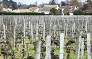 Pemilihan kota tahun 2026: di Gironde kelompok kiri melakukan mobilisasi melawan pestisida