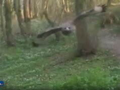 burung elang kembali menyerang, pihak berwenang menyerukan kehati-hatian