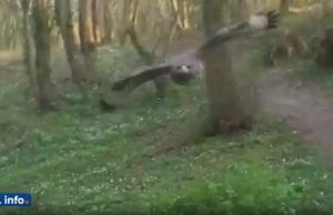 burung elang kembali menyerang, pihak berwenang menyerukan kehati-hatian