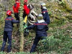 Soultzbach-les-Bains. Petugas pemadam kebakaran menyelamatkan Vega, seorang wanita muda Saint Bernard, yang terjebak di atas batu