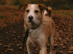 Pemilik anjing, jangan lupakan aturan ini saat berjalan di hutan