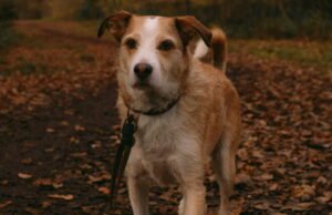 Pemilik anjing, jangan lupakan aturan ini saat berjalan di hutan