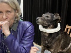 “Kekejaman pembatalan pameran musim panas di Palais des Papes merupakan bentuk sikap acuh tak acuh terhadap para seniman”