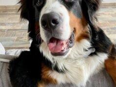 anjing Roque tetap tidak dapat dilacak meskipun warga telah melakukan penyelidikan