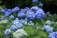 Bunga Hydrangea