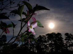 Taman golf yang paling indah bukan hanya azalea dan dogwood