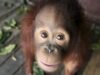 Terancam punah, orangutan Kalimantan lahir di Madrid