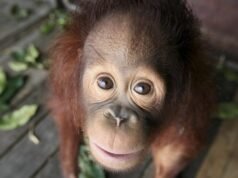 Terancam punah, orangutan Kalimantan lahir di Madrid