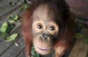 Terancam punah, orangutan Kalimantan lahir di Madrid