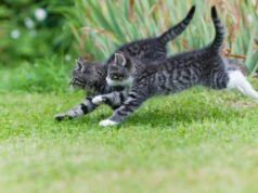 Mengapa kucing hampir selalu mendarat dengan kakinya? Ilmuwan Jepang akhirnya menemukan jawabannya