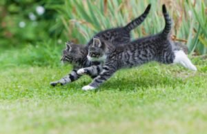 Mengapa kucing hampir selalu mendarat dengan kakinya? Ilmuwan Jepang akhirnya menemukan jawabannya