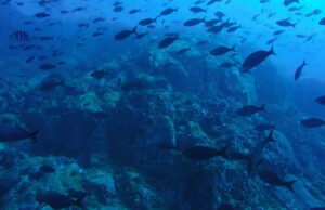 Narwhal: Drone bawah air otonom apa yang bisa menjelajah kedalaman hingga 6.000 meter?