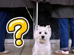 Kuis. Apakah Anda mengetahui berita di Lorraine pada bulan Maret? Kami menantang Anda!