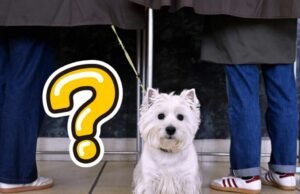 Kuis. Apakah Anda mengetahui berita di Lorraine pada bulan Maret? Kami menantang Anda!