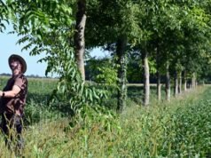 Menghadapi bahaya iklim, agroforestri berupaya untuk dikembangkan