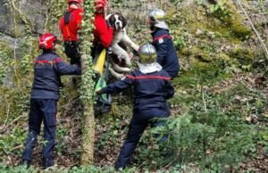 Soultzbach-les-Bains. Petugas pemadam kebakaran menyelamatkan Vega, seorang wanita muda Saint Bernard, yang terjebak di atas batu